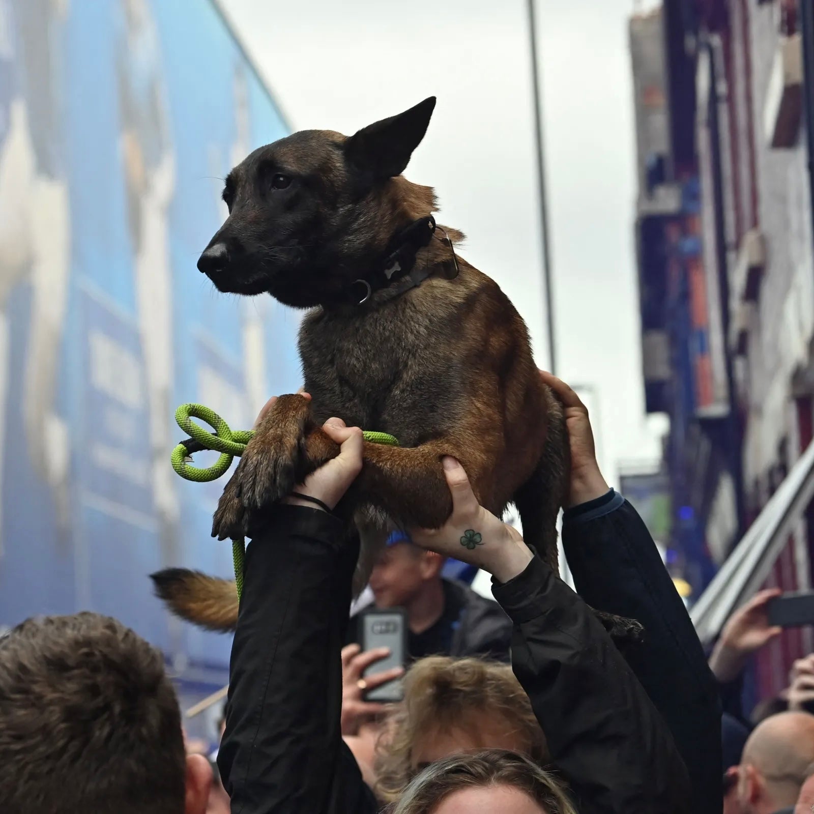 Malinois Oversized Tee